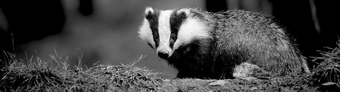 Find a solution to your badgers control problem.