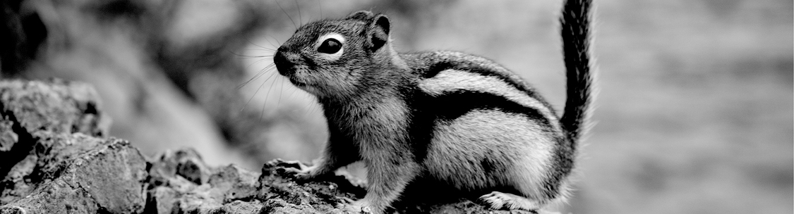 Chipmunk Trapping Tips