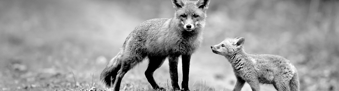Find a solution to your fox control problem.