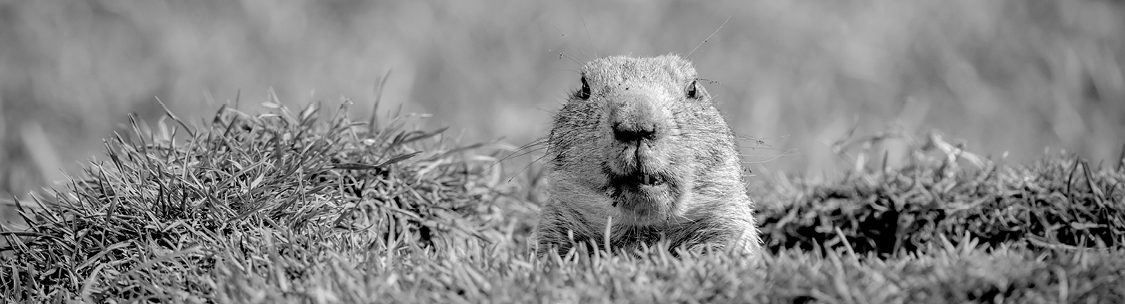 Find a solution to your groundhog control problem.