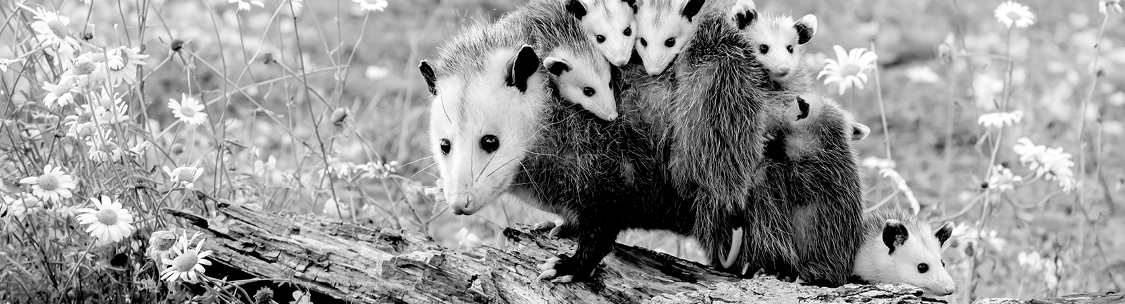 get rid of opossums