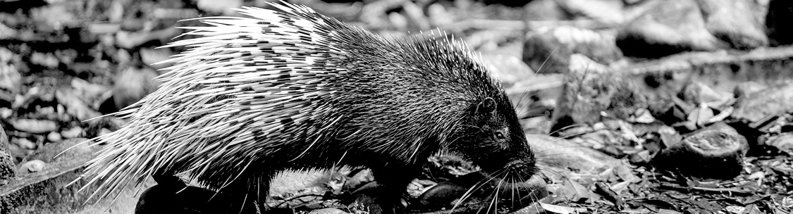 Find a solution to your porcupine control problem.