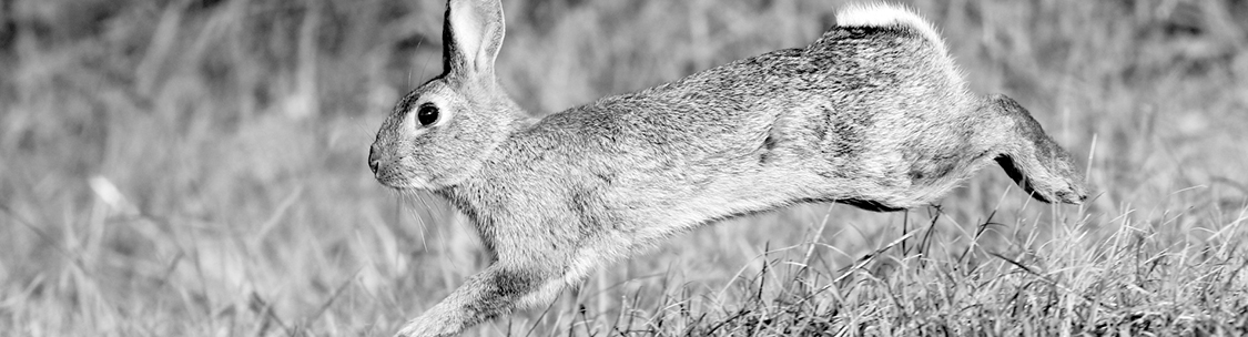 Find a solution to your rabbit control problem.