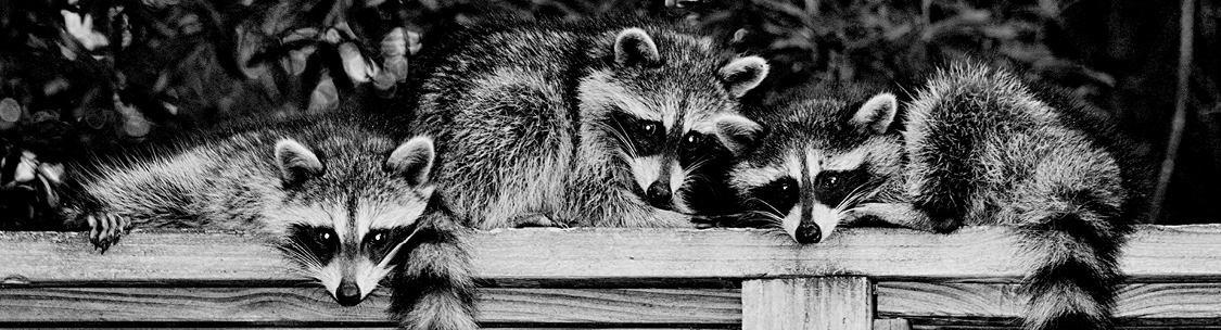 Find a solution to your raccoon control problem.