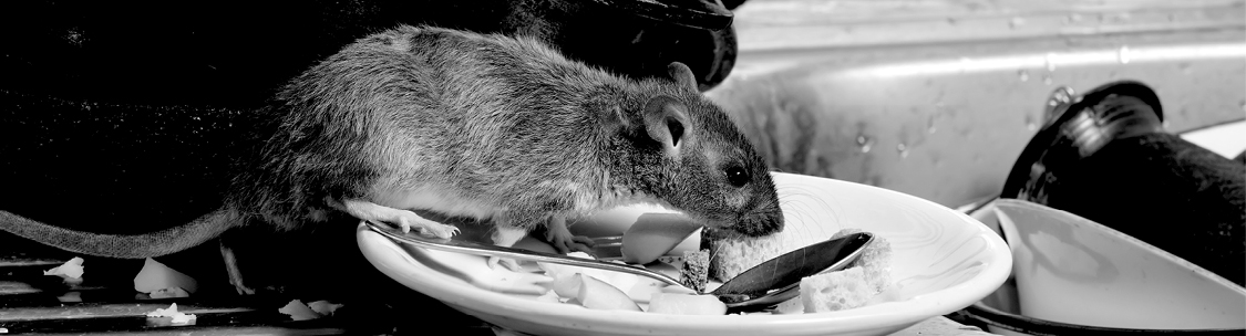 Live Rat Traps: Here's What You Should Know - Dr. Death Pest Control