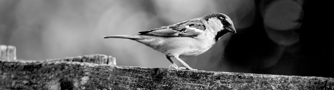 Find a solution to your sparrow control problem.