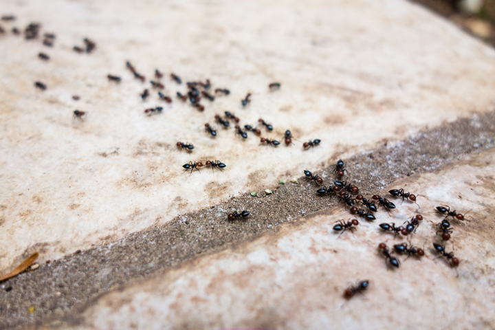 Ants on Pavement