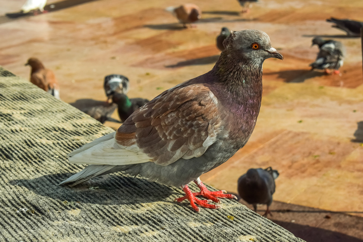 Read about Kness’ helpful tips on trapping pigeons.