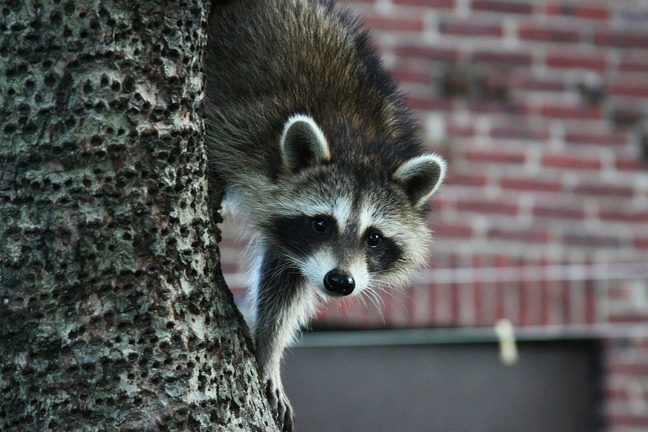 Racoon