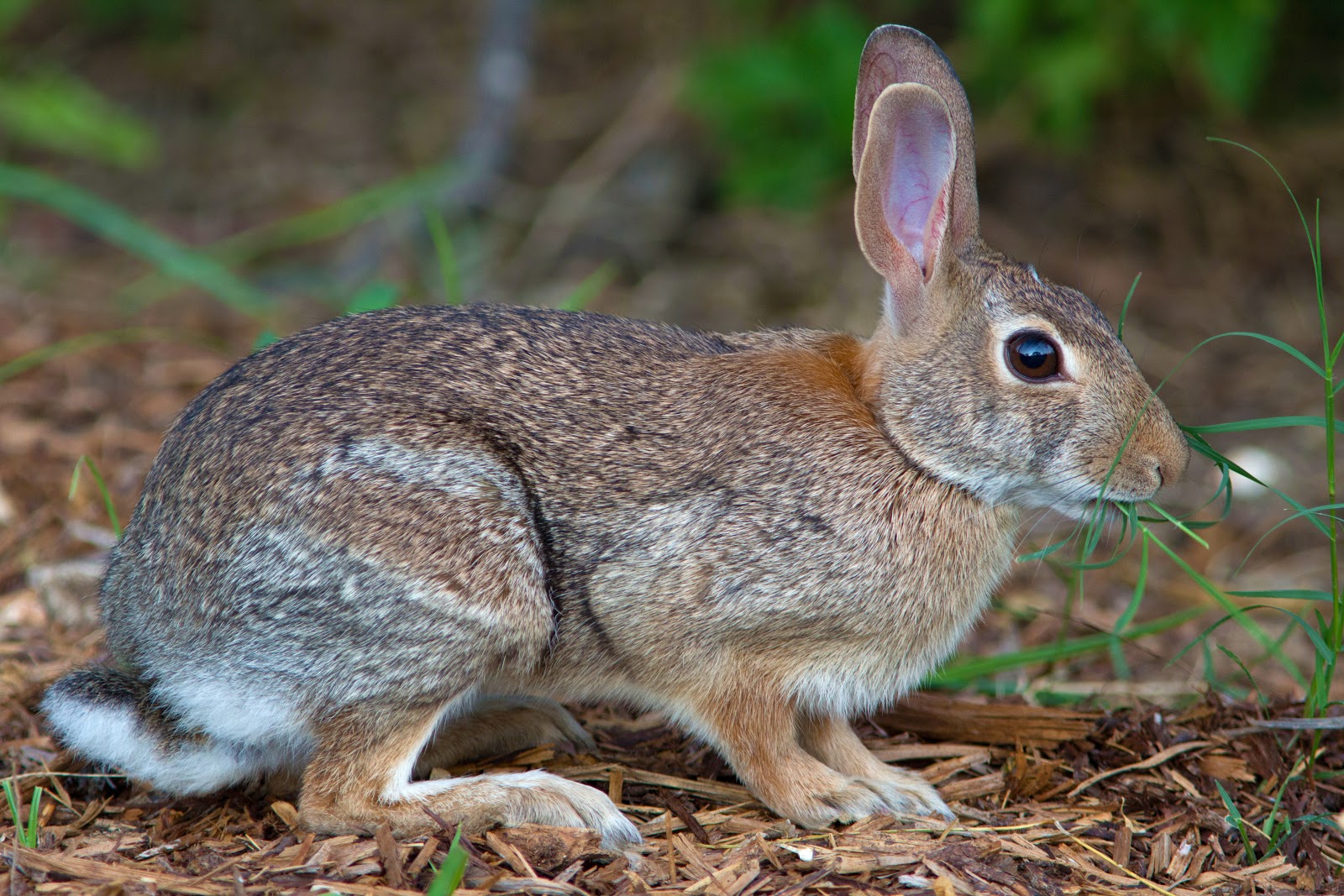 How to Get Rid of Rabbits, Trapping Rabbits