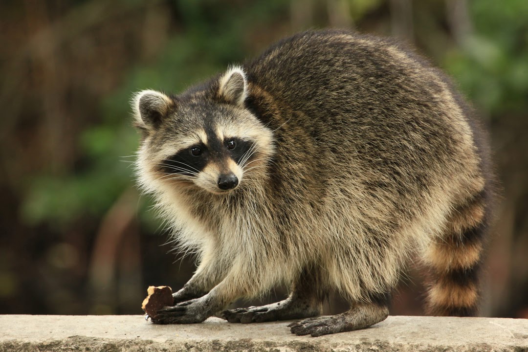 Find a pest control solution for your raccoon infestation problem.