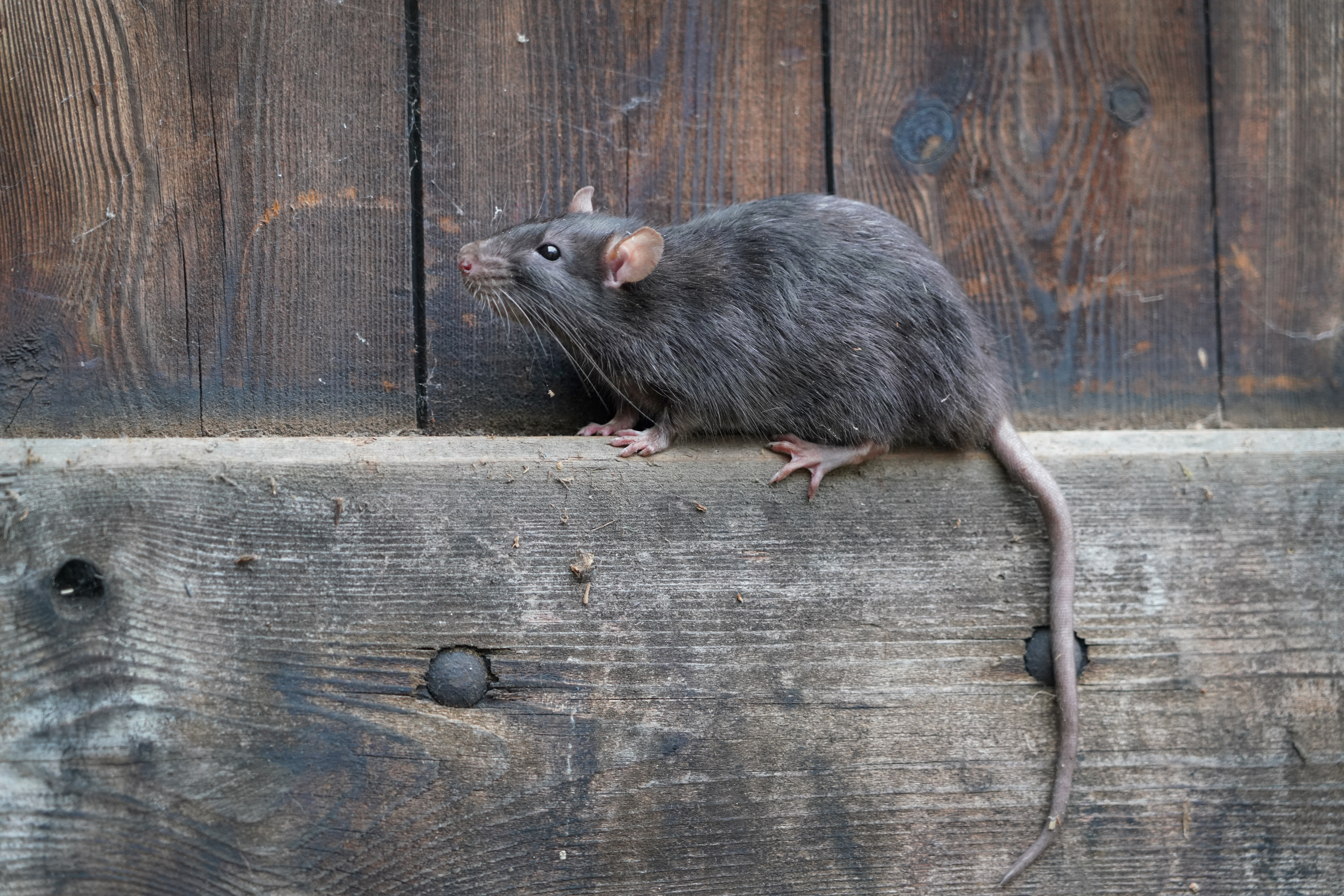 Find a solution to your rat control problem.