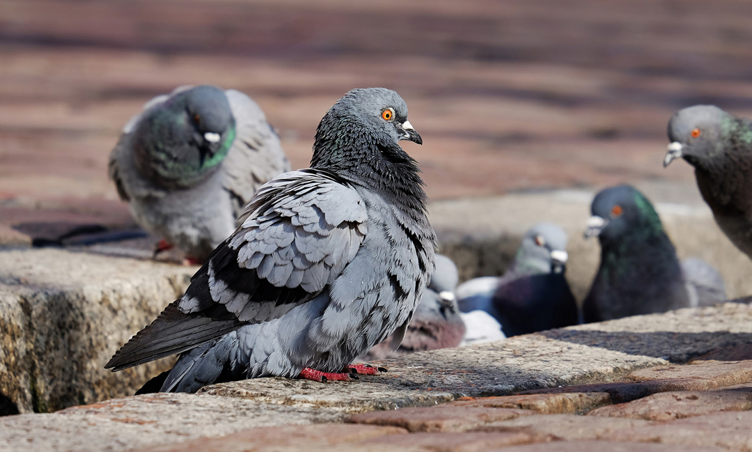Tips on how to manage a pigeon infestation