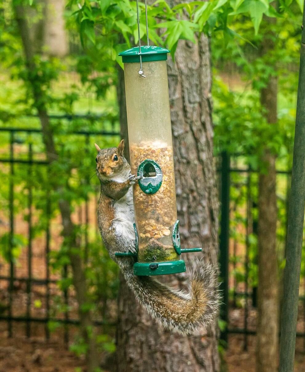 Pests can use bird feeders as a food source