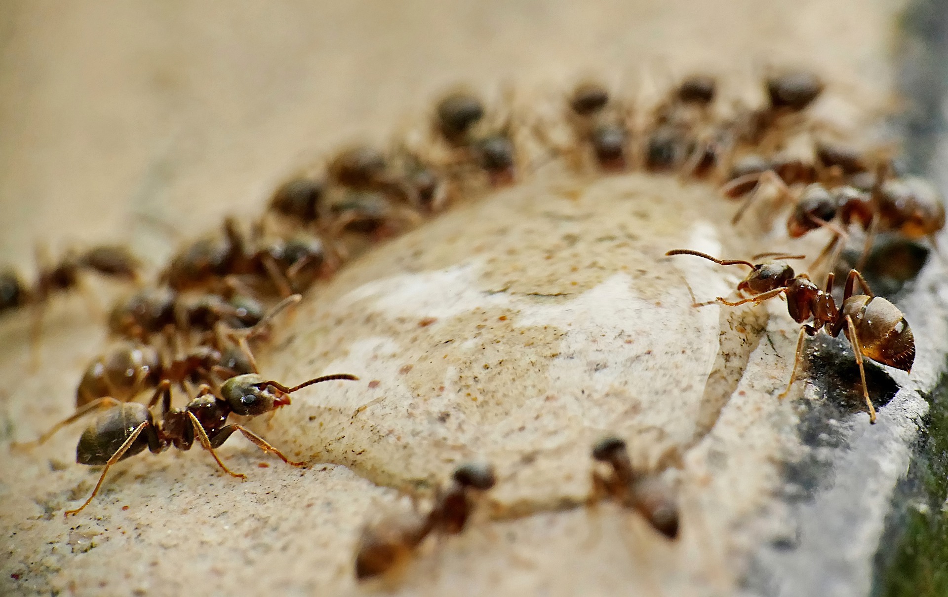 Ants invading homes can cause problems for homeowners.