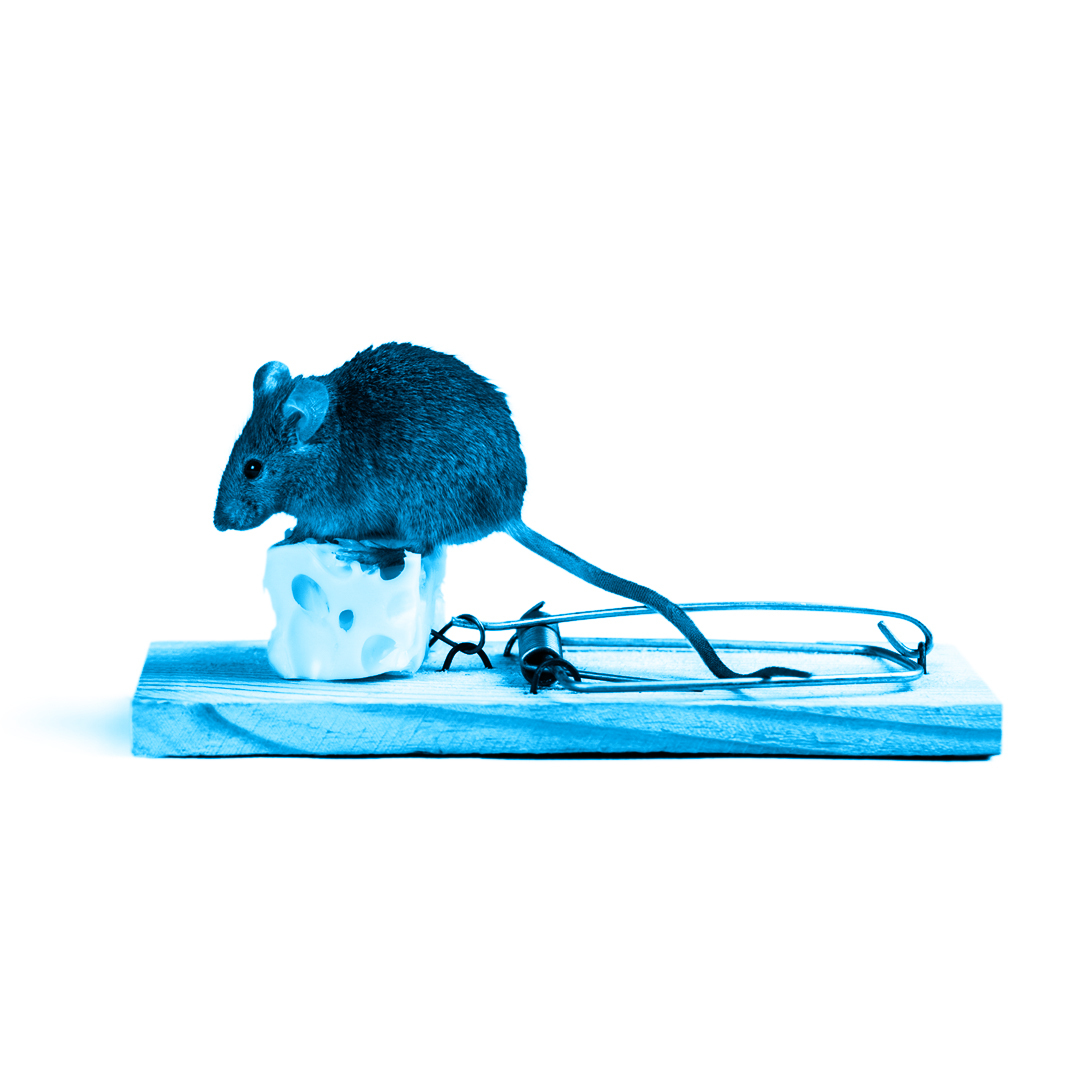 Mice and rats have more differences than you might think.