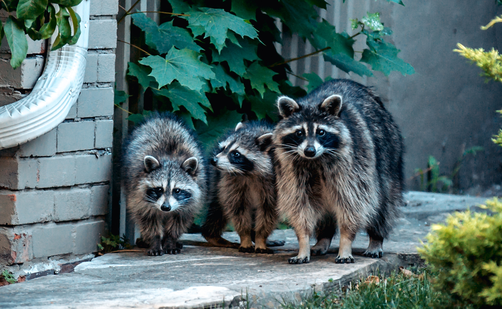 Raccoons outside of a house