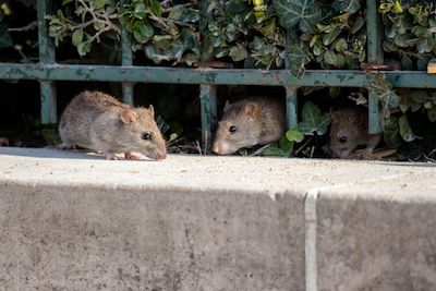 Mice roaming outside.