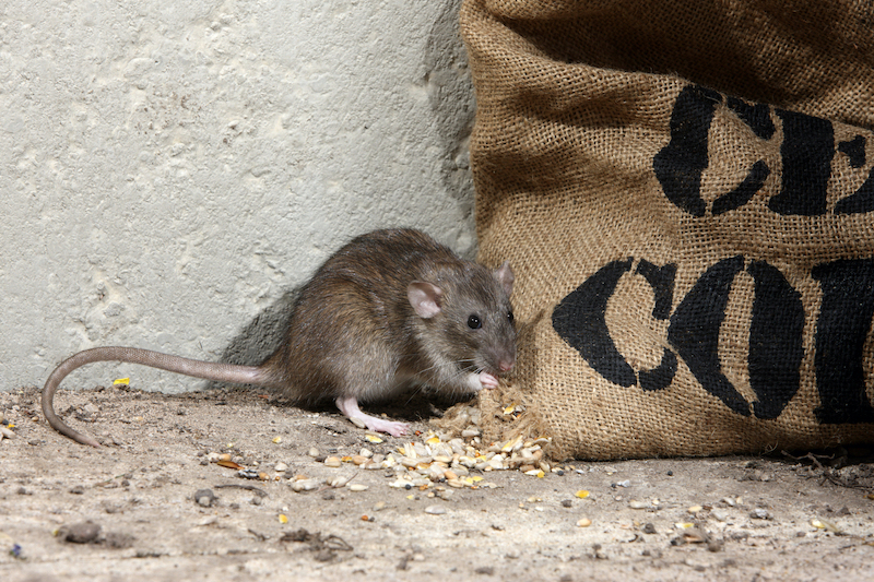 Pest control and food safety