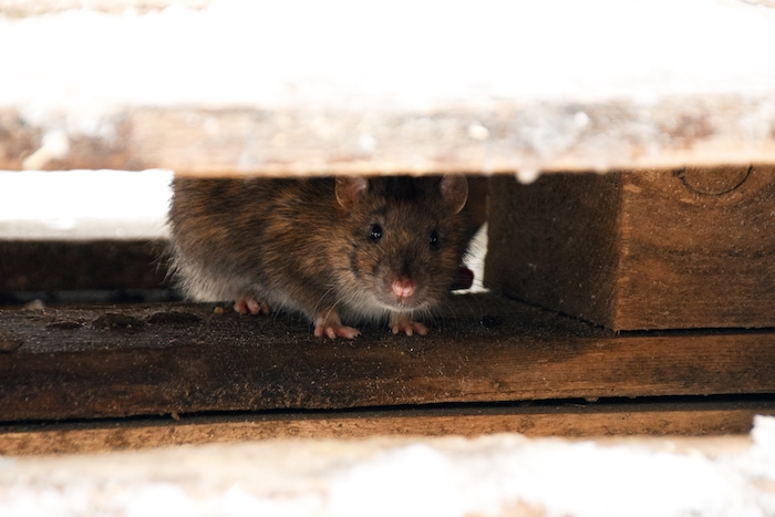 Does Pest Control Matter In Winter?