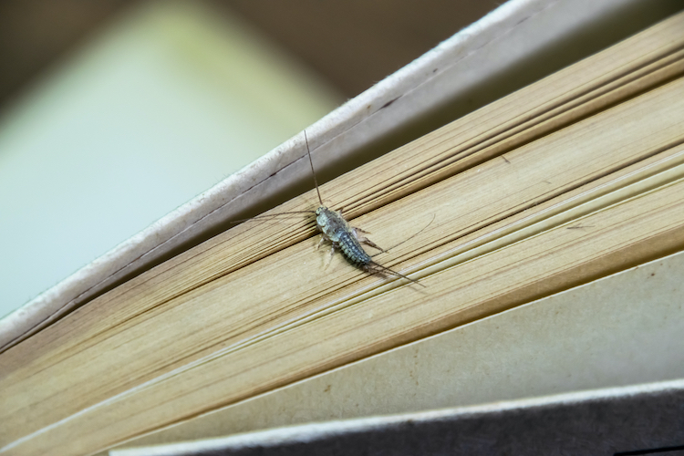 Tips On Preventing A Silverfish Infestation