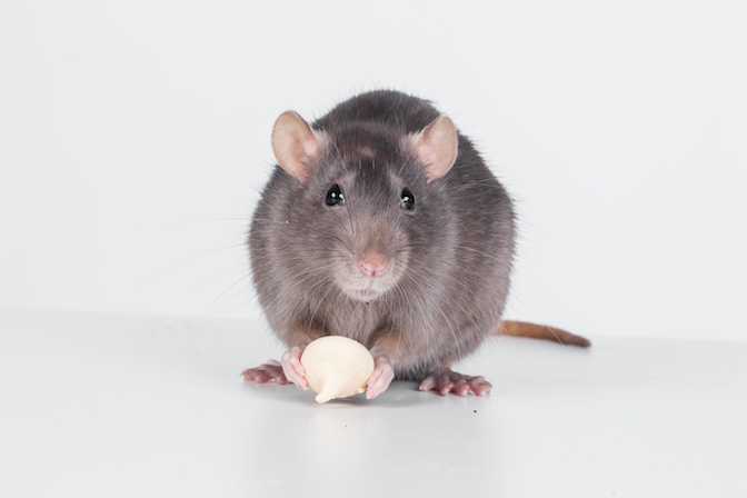 Unusual Attractants Used to Bait Rodents