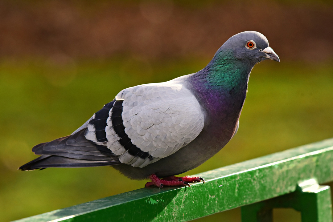 Pigeon Trapping in Linlithgow - Hanlon Pest Control