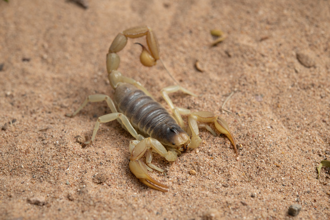 Arizona Hairy Scorpions
