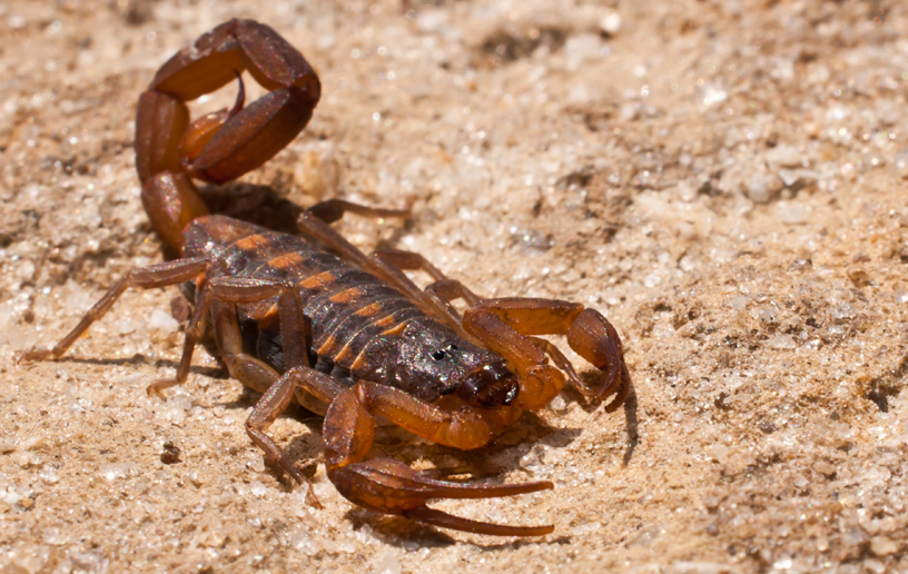 Florida Hairy Scorpions