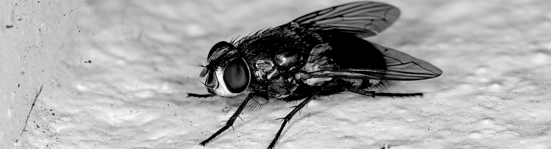 Find a solution to your ant control problem.