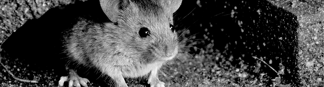 Find a solution to your mouse control problem.