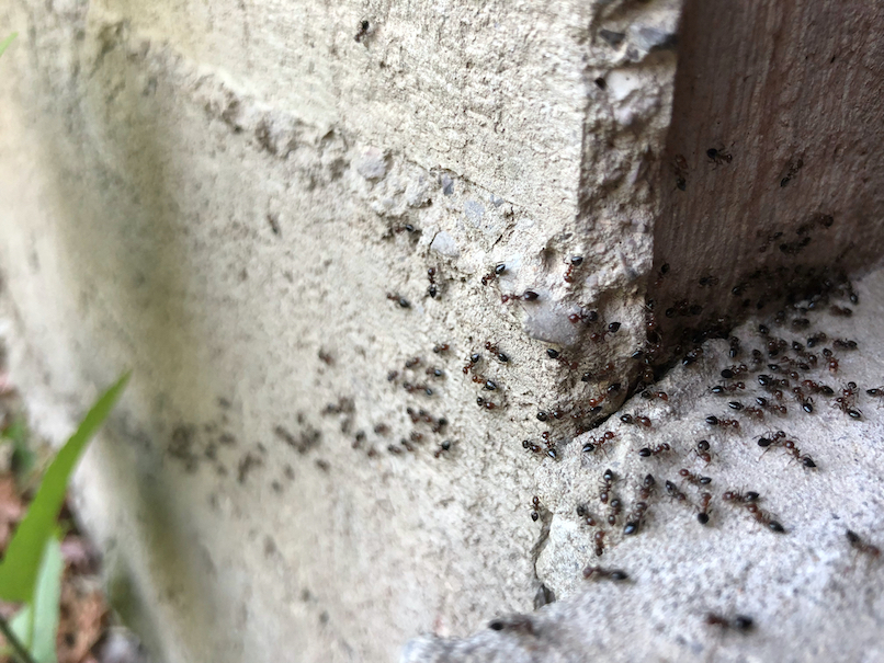 Prepare for Ant Season: Your Guide to a Pest-Free Home