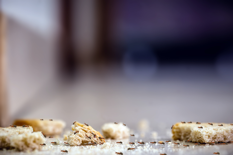 Ant Season Is Here — Here's What to Do About It