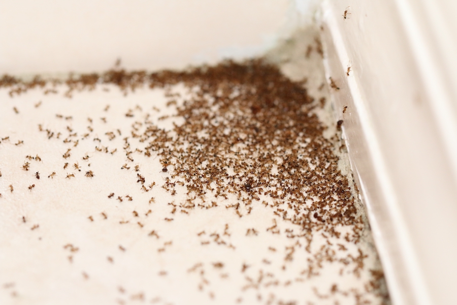 Ant Season Is Here — Here's What to Do About It