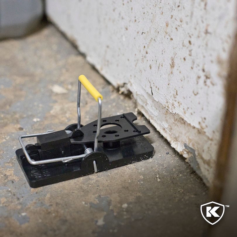 Mouse Traps vs. Poison: Choosing the Smarter Tool