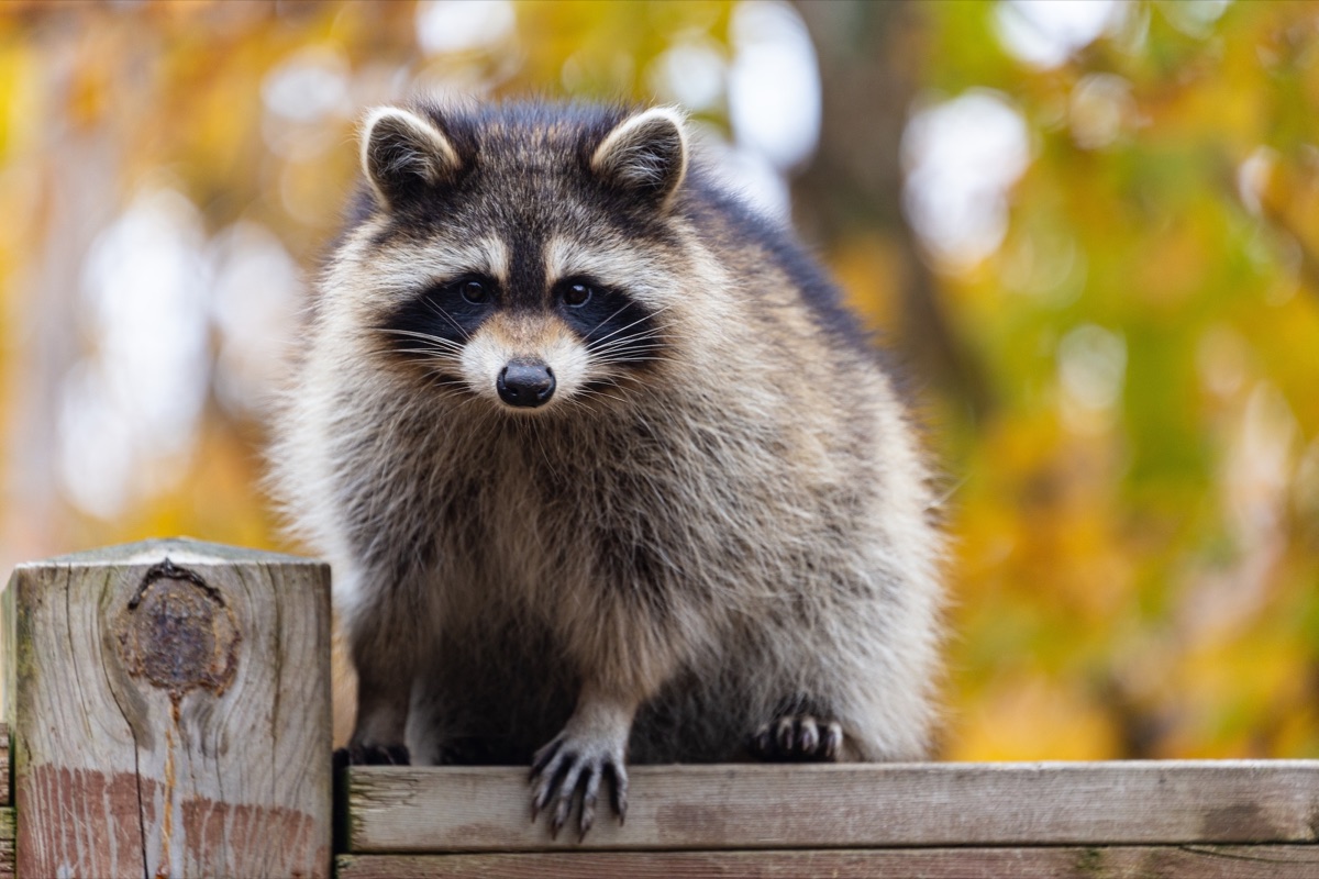 Raccoon sitting on a fence in autumn