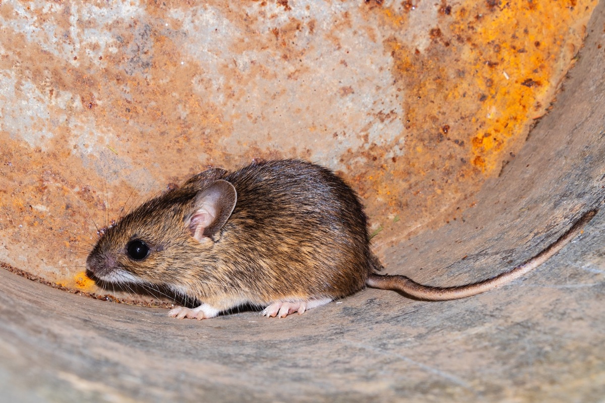 Mouse in a rustic metal container