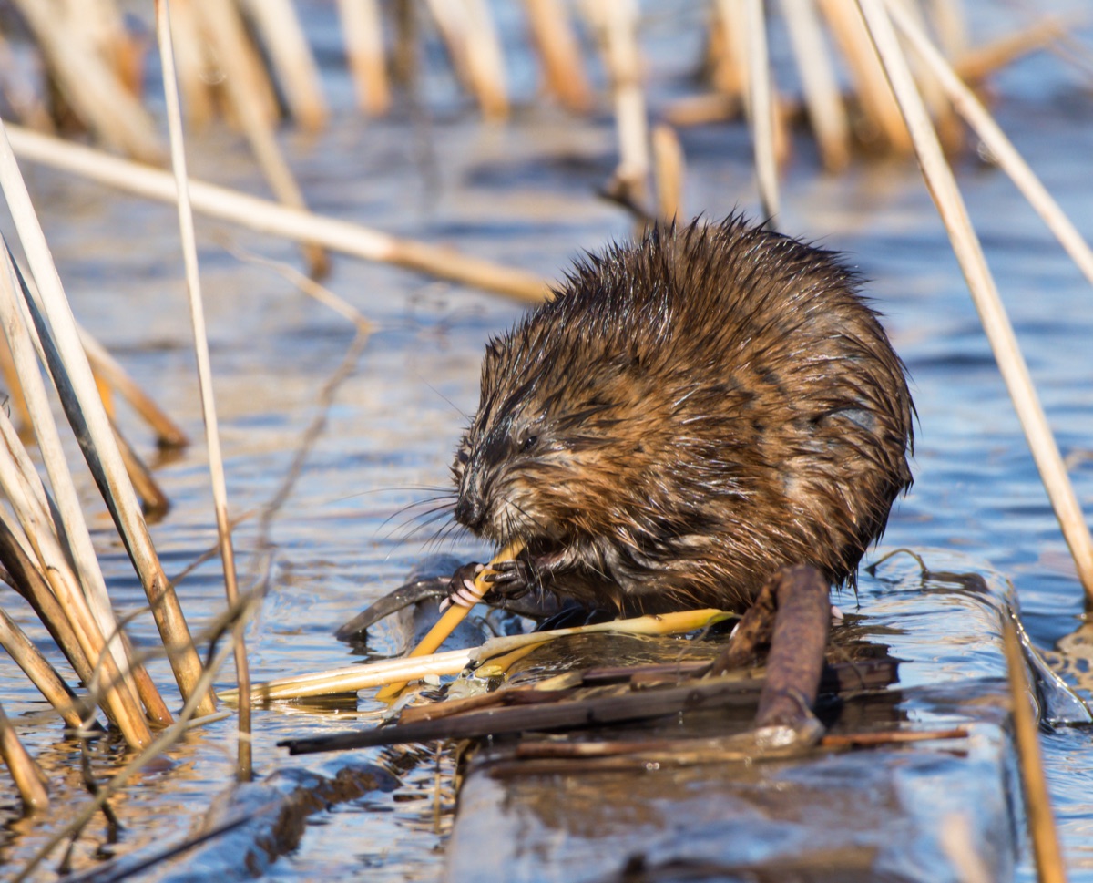 Muskrat in a wetland among reeds