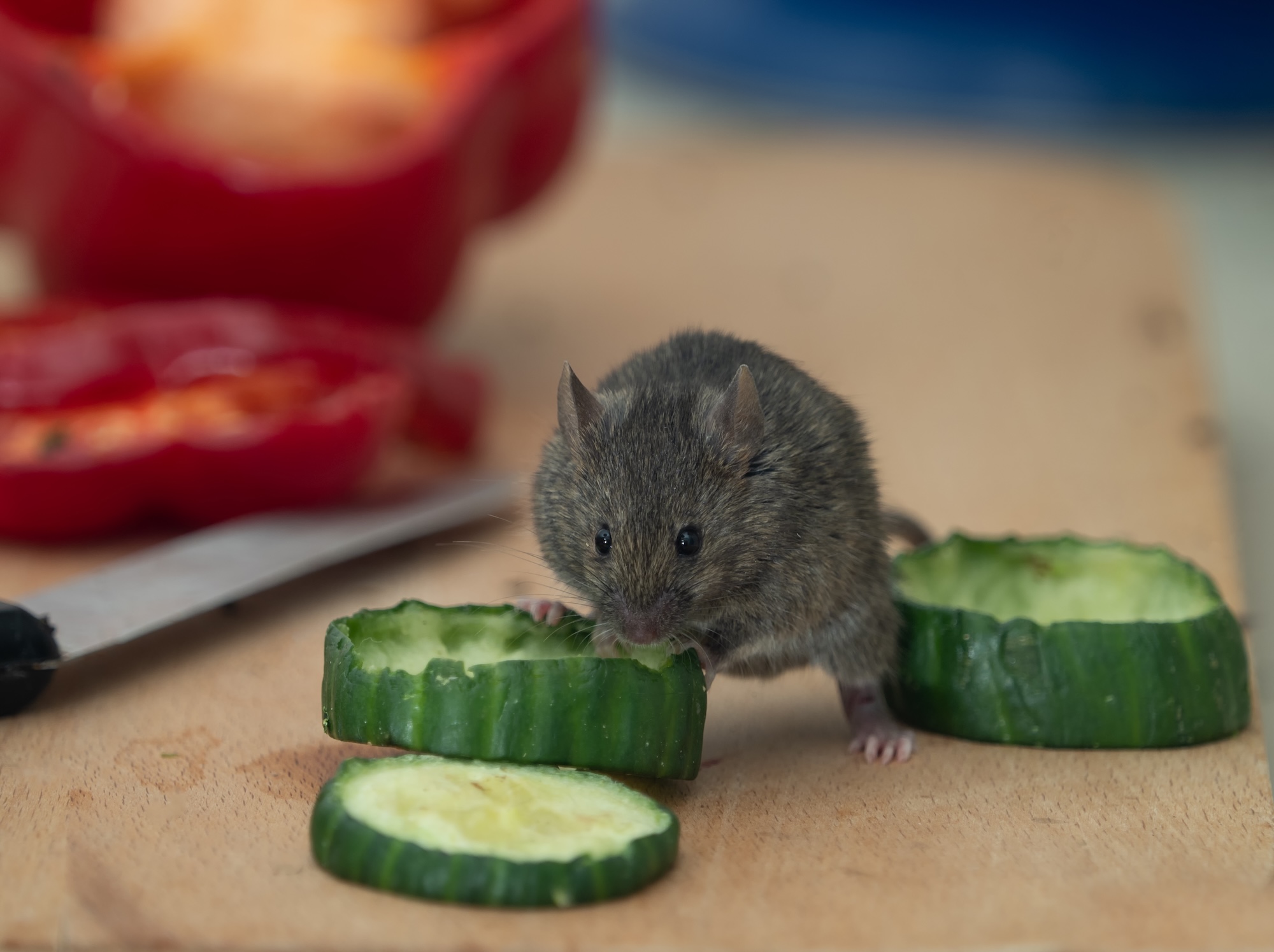 Mouse beside cucumber slices on a kitchen counter