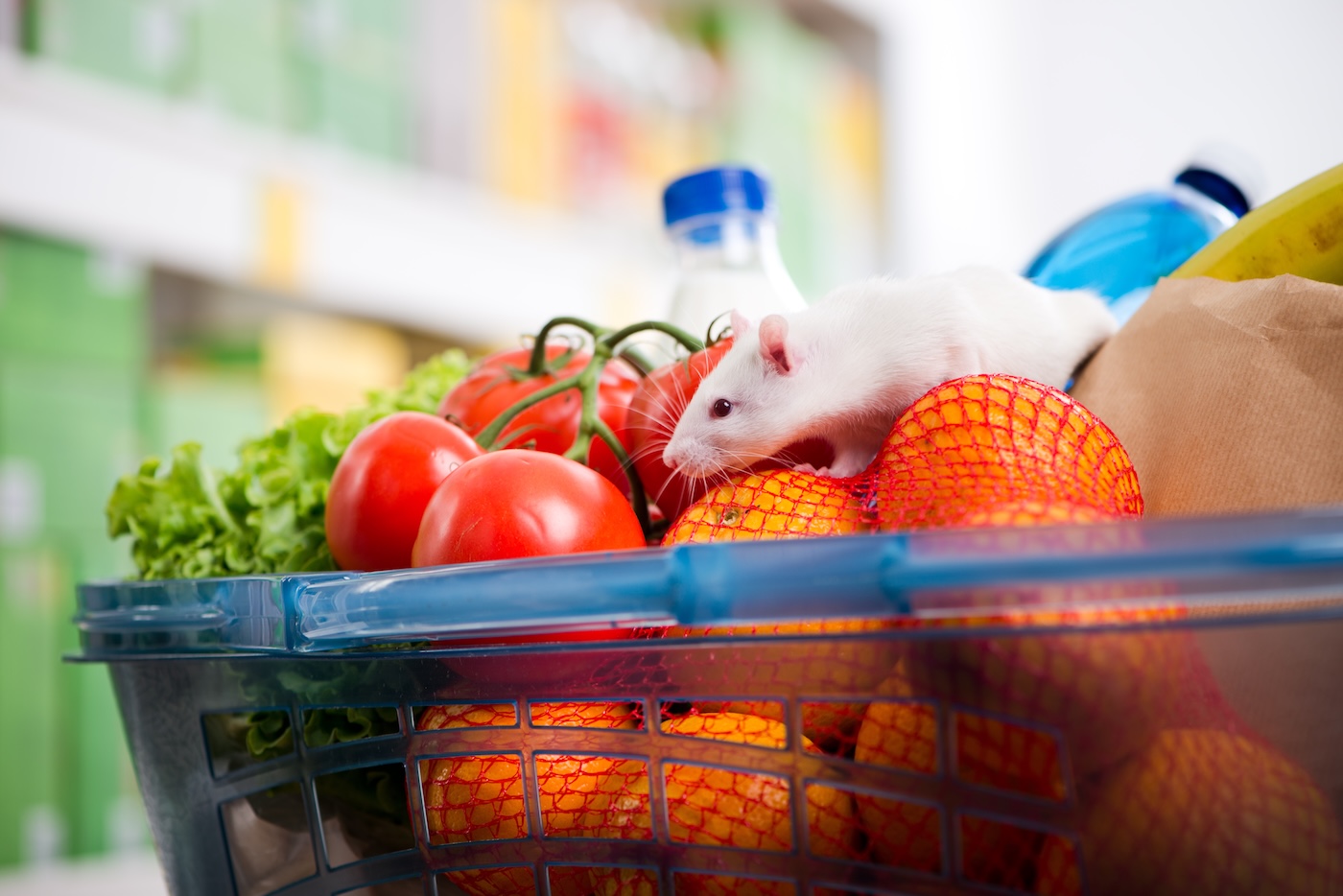 Mouse among groceries in a grocery store shopping cart