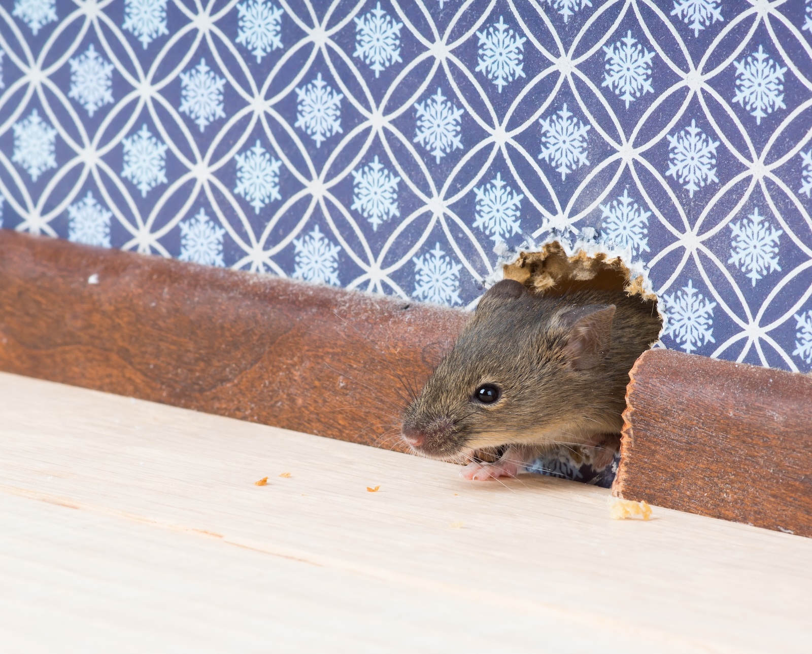 Mouse emerging from a hole near a baseboard
