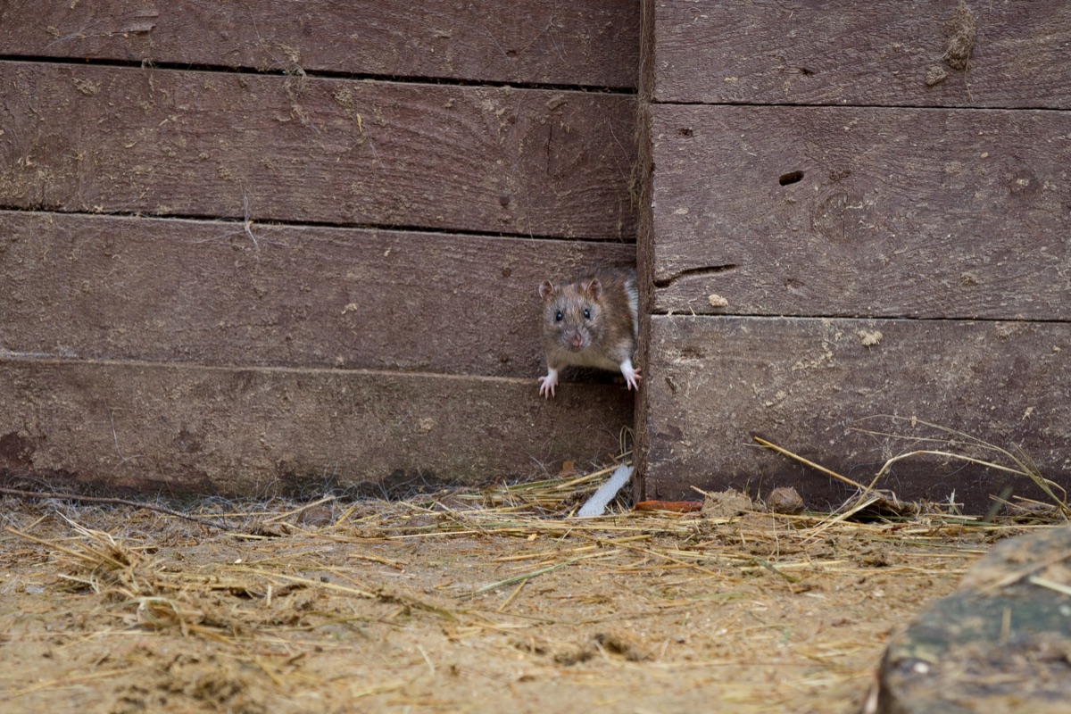 Mouse peeking out from a wooden wall gap