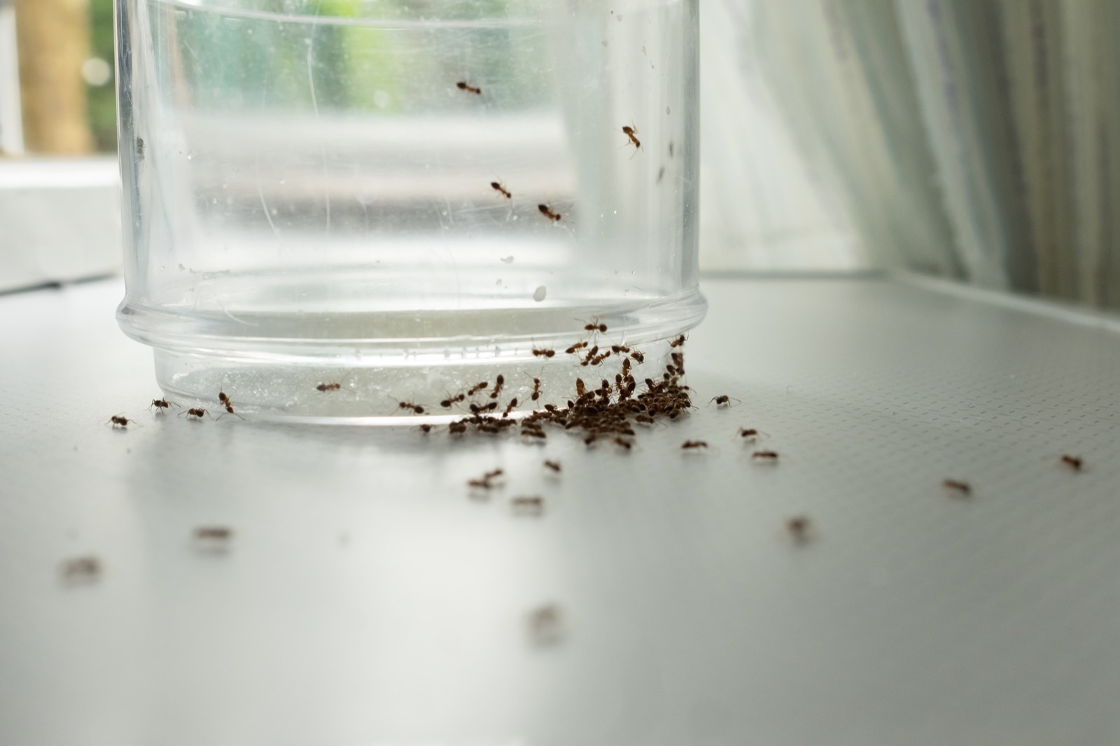Ant activity around an indoor container on a windowsill