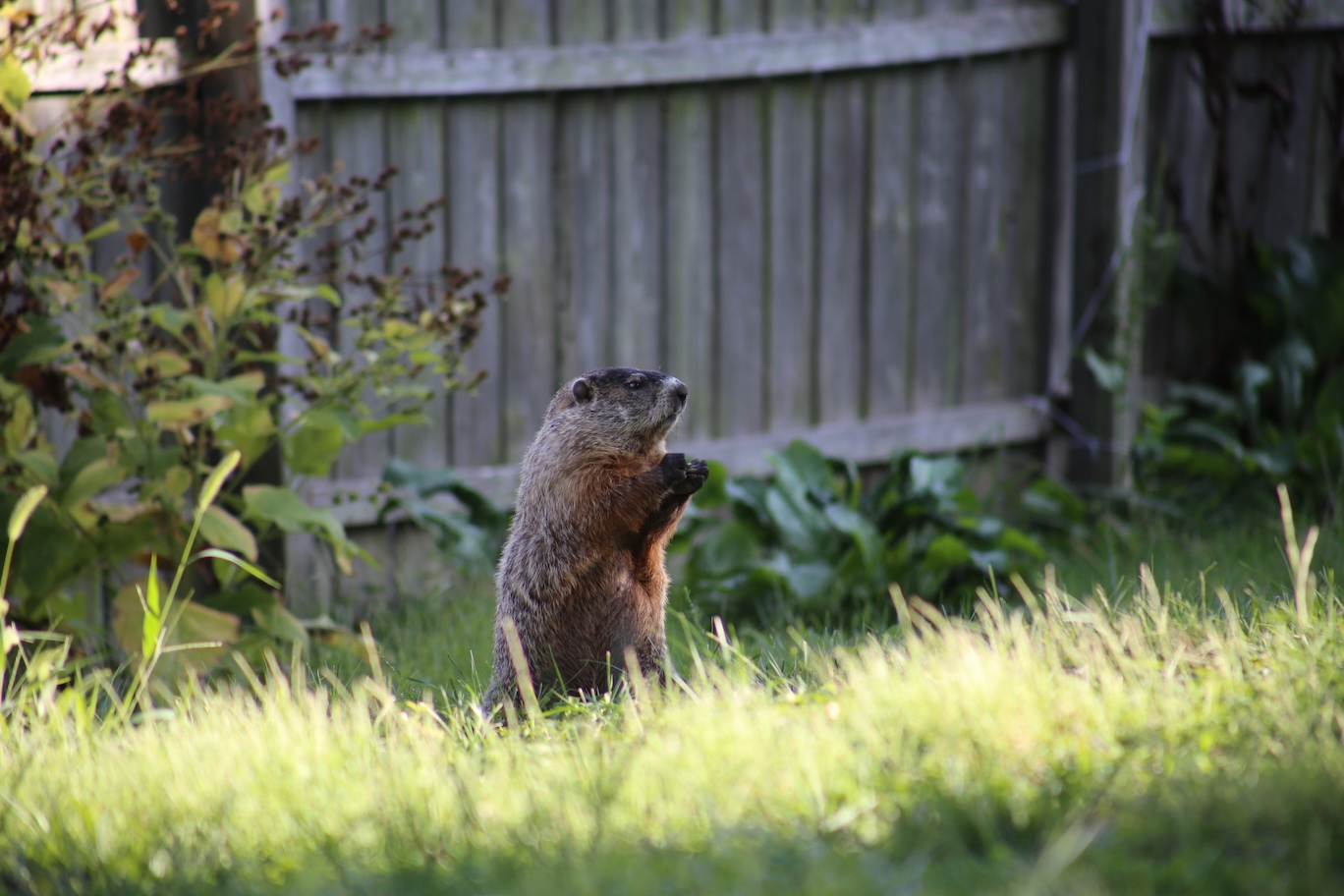 Groundhog standing in a fenced backyard during spring