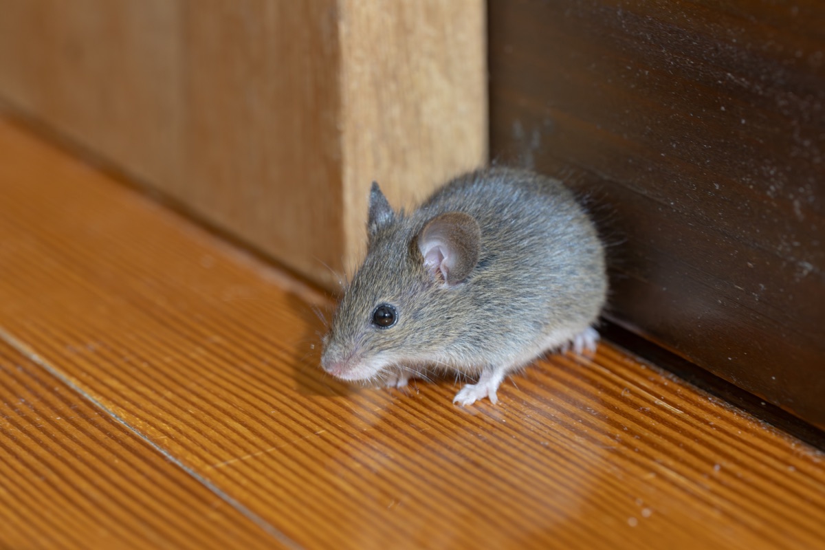 House mouse next to a wooden cabinet