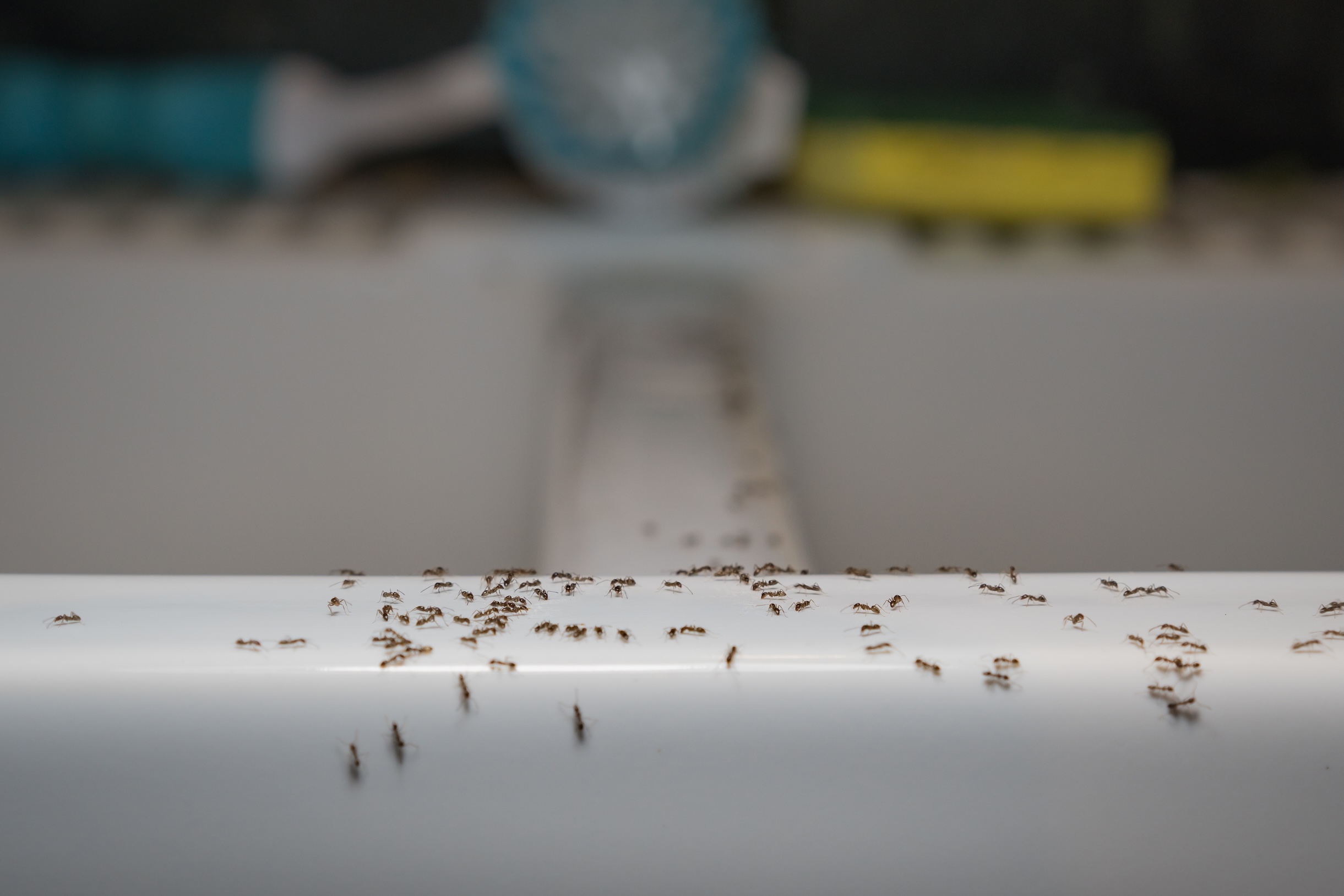 Ants on a kitchen counter
