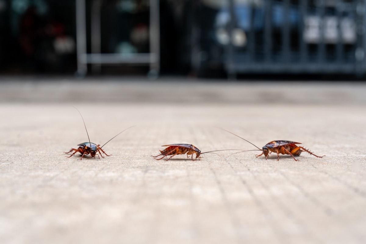 Cockroaches crawling across a floor