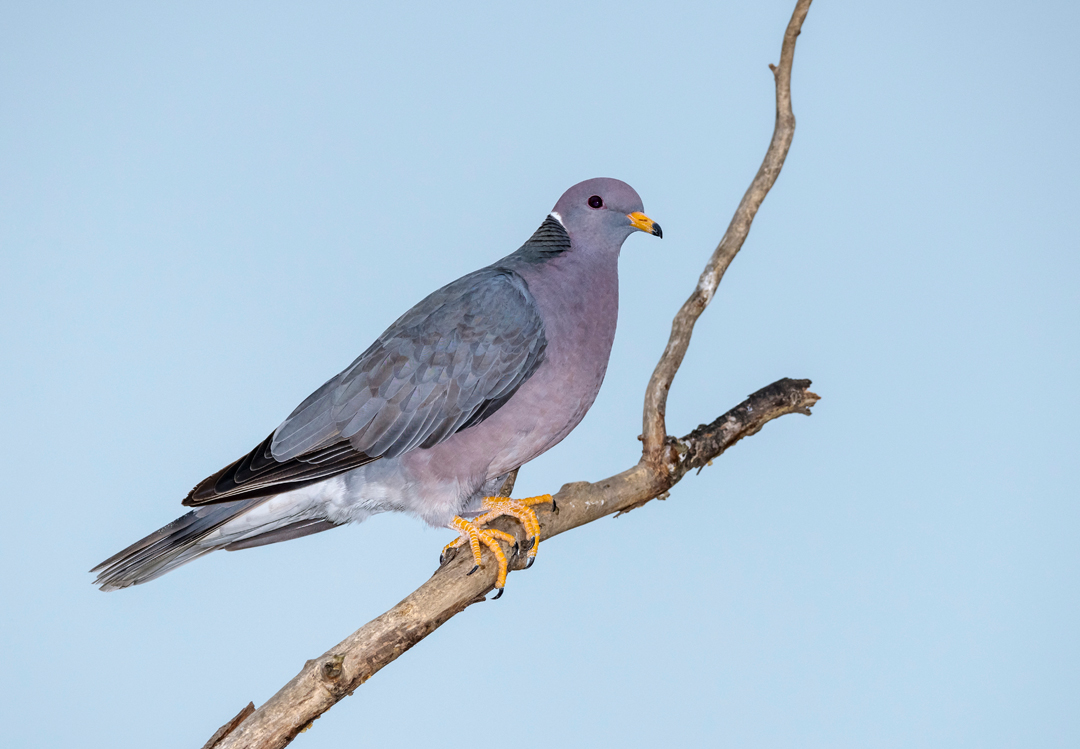 band-tailed pigeon